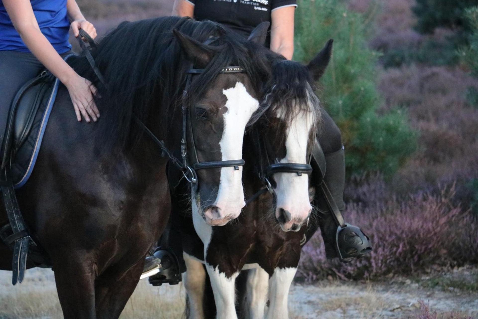 Magnolia Hoeve - Unieke Bestemming Voor Paardenliefhebbers En Bijzondere Overnachtingen In De Natuur Ledeacker Exterior foto
