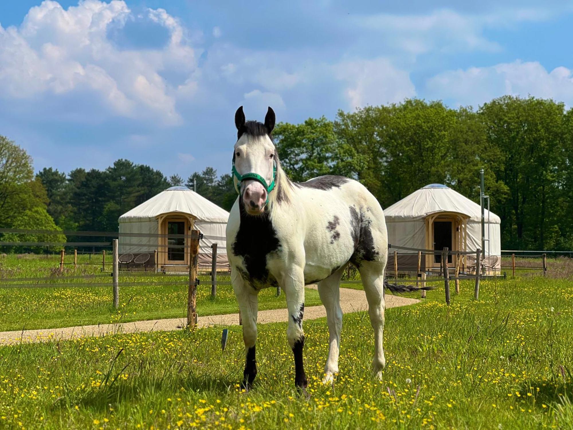 Magnolia Hoeve - Unieke Bestemming Voor Paardenliefhebbers En Bijzondere Overnachtingen In De Natuur Ledeacker Exterior foto